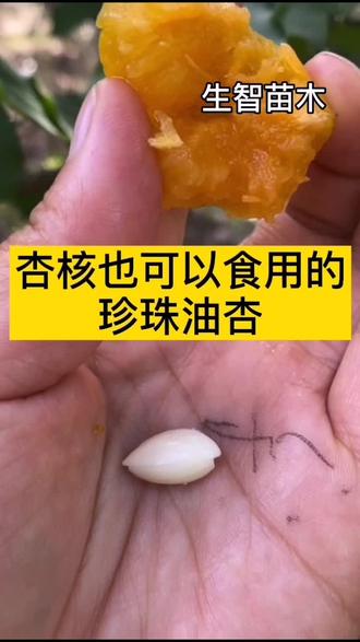 连杏仁都可以直接食用的珍珠油杏,纯甜不酸,你不打算来一几棵?#珍珠油杏树苗 @DOU+小助手 #绍兴绍兴