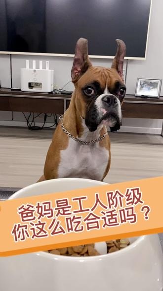 干饭巴顿儿!论一个女孩纸👧🏻有多能吃?感觉是无底洞呢?#家有爱宠 #铲屎官讲故事 #拳师犬