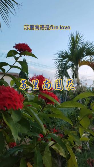 #苏里南 苏里南的火热爱情,国花fire love#治愈系风景 #一起享受大自然的美 #海外生活 #声音疗愈