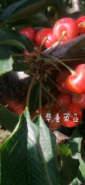 瑞德美国引进品种,需冷量低,硬果大果型浓甜。适合南北方种植。#瑞德樱桃苗 #塔玛拉樱桃苗 #新疆 #浙江#云南