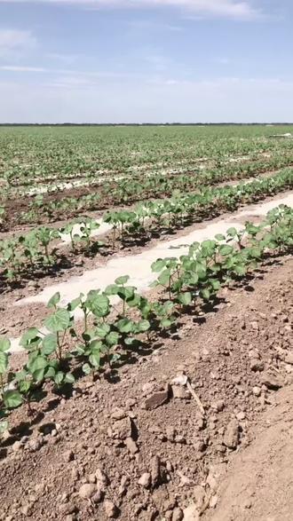 坚强的小棉苗在经历过大风低温霜冻沙尘暴恶劣的天气下顽强不屈的挺