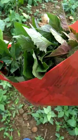 没钱买菜吃只能摘这个草回家当菜吃