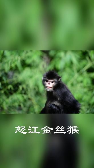 #高黎贡山 #怒江金丝猴 【科普1期】