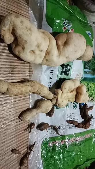 白首乌能解体内苦胆毒素