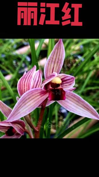 莲瓣兰丽江红
