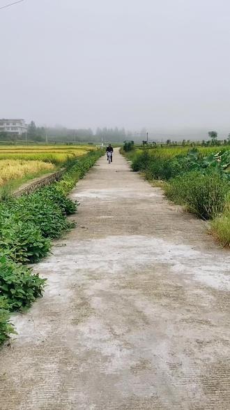 宁化 #稻田风光 #乡愁记忆 :少年期待远方,成年思念故乡.