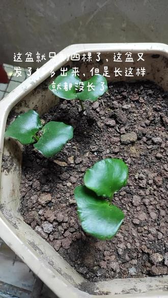 腊梅花发芽好久了感觉一点都没长高长大