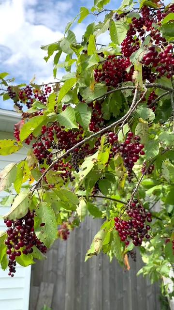 森林里的夏天到处野果飘香!野樱桃成熟了,遍地都是,菌子还没摘完又要开始天天摘樱桃了!#采摘采摘啦 #大自然的馈赠 #原生态原滋味 #家乡野果 #抖音美食推荐官 @抖音小助手