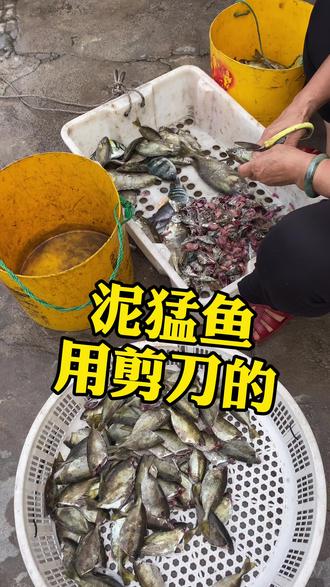 展开庙湾岛上的渔民用笼子捉到的泥猛鱼基本上都是用晒鱼干的他们都是