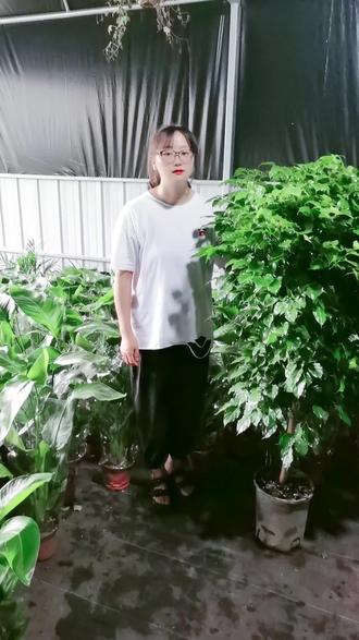 幸福树又名绿宝是一款喜水绿植适合室内养殖#一花一草一世界 #dou #官方官方大爱官方热门 #抖音小助手