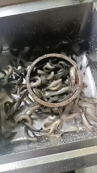 肉价太高吃不起,泥鳅8元一斤,搞点吃吃