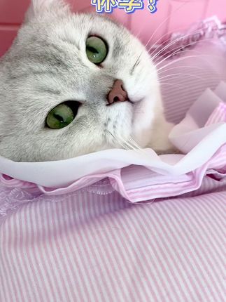 小豆花的主页 人气视频创作者 抖音 小豆花的主页 人气视频创作者 抖音