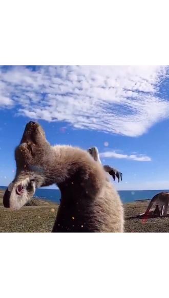 彩虹 #憨憨日常 #袋鼠摇手 - 抖音