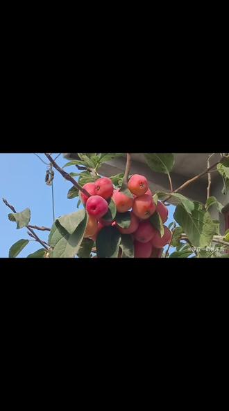 是山里红吗?#浮丘一鹤