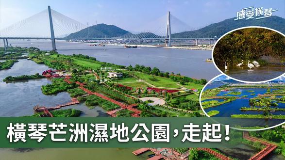 【感受横琴】横琴芒洲湿地公园,走起!