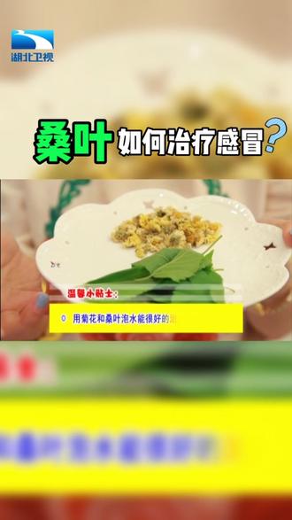 桑叶如何治疗感冒?#营养健康