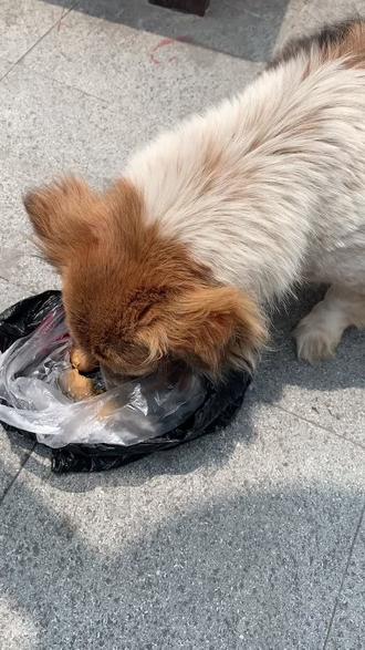 又来投喂幸运的流浪狗,. - 抖音