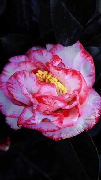 茶花超级贝蒂开品欣赏茶花好看又好养