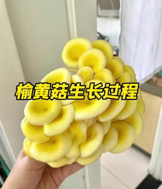 今天是采蘑菇的小菇凉
#蘑菇菌包 #榆黄菇 #种蘑菇 #采蘑菇 #盆栽