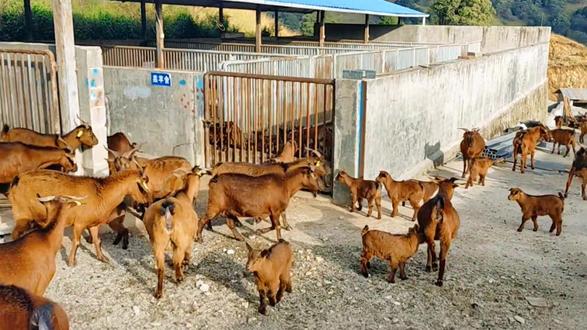 蜜蜂的声音是不是嗡嗡的 52e62faeed7d467ebd8bdafcf35a9ddf_1672655959~tplv-dy-resize-origshort-autoq-75:330.jpeg?x-expires=2002651200&x-signature=Xe9uXfvovf0vL32phUWEgep0xqs%3D&from=3213915784&s=PackSourceEnum_AWEME_DETAIL&se=false&sc=cover&biz_tag=pcweb_cover&l=20230621042721DC108C27EDD7313906CE