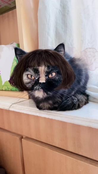 tony老师在线美发沙雕猫咪的日常万年波波头家有萌宠