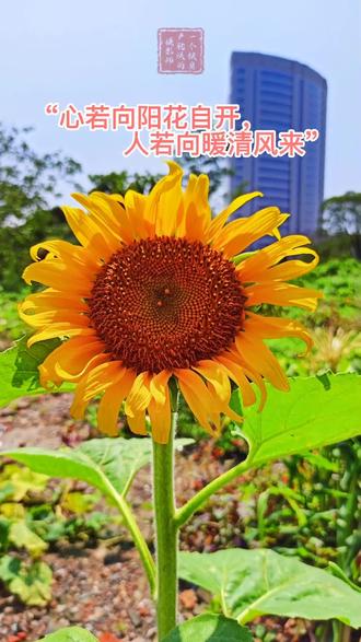 随拍 #小李带你看乍浦 #乍浦街拍 #乍浦古镇 第242集:心若向阳花自开