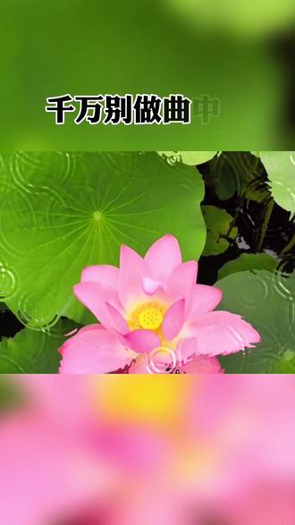 曲中人#不怕曲子太伤感,就怕曲子太入心,千万别做曲中人.