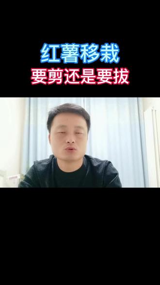 红薯移栽期剪苗还是拔苗,及生根处理方法#红薯苗 #甘薯苗 #红薯种植 #地瓜 #农业