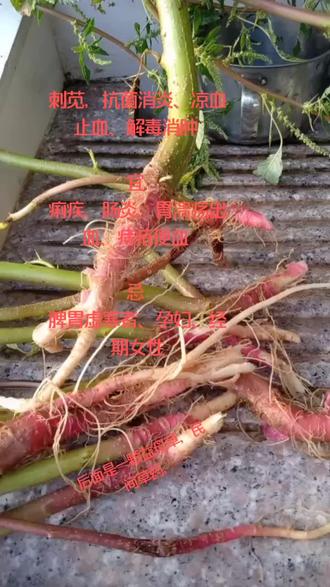 挖几颗刺苋来去炖小肠排骨都可以,