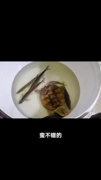 今天收获满满,价钱最高的是鳡鱼,二百多元一斤啊!今天有鲫鱼,桂鱼,扁鱼,鲫鱼!👍👍有付出就有回报!