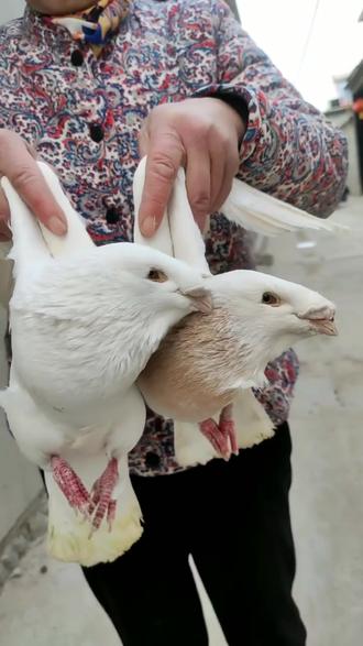 头型鸽黄杠蛇头我要上热门我上热门热门热门热门