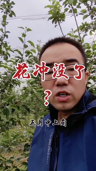 短枝发生二次生#苹果树 #我的乡村生活 #果树种植管理