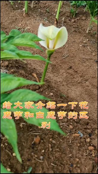简单的区分和介绍花魔芋和白魔#感谢抖音感谢抖音平台 #魔芋种植