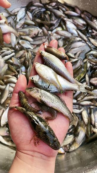 嫩子鱼是不是只能附杂胡椒欢迎老乡们提供制作方法