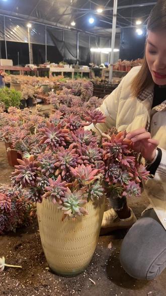 寒冬里的腊梅盛开,赶紧来直播间#多肉种植基地 #多肉 #女王的心愿好礼