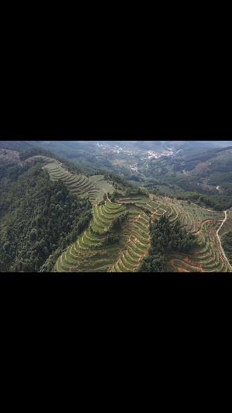 华安爱情天梯,最浪漫的茶园.