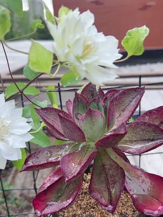 博乐 曾的主页 抖音 博乐 曾的主页 抖音