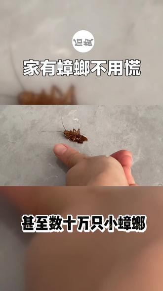 踩蟑螂是不可取的行为。早在三亿年前,蟑螂就生存在地球上,见证了恐龙的崛起和灭亡。雌性蟑螂只需交配一次就能终身产卵,一只蟑螂妈妈一年可生数万甚至数十万只小蟑螂。蟑螂的生存能力极强,身上携带着40多种病菌,却安然无恙。即便在核辐射环境下,蟑螂也能存活。即使你踩死了蟑螂,其仍能存活二三十天。如果你用脚踩蟑螂,它携带的病菌会随之传播。如果踩死的是一只雌性蟑螂,其肚子里的数百万卵会随之传播到房间的各个角落。当你发现一只蟑螂时,可能你的房间内已经有几十甚至上百只蟑螂了。为了消灭这些可恶的蟑螂,我们需要了解它们的习性。首先,蟑螂喜欢潮湿的环境,因此我们需要定期清理房间内易积水的区域,特别是厨房,不要留下油渍和残留食物。其次,蟑螂喜欢藏匿在黑暗的缝隙中#自然知识科普 #生活中的科学 #知识科普
#蟑螂#蟑螂怎么消灭最彻底#蟑螂魔盒#蟑螂克星#蟑螂胶饵好 #灭蟑螂#灭蟑螂小妙招#灭蟑螂神器#灭蟑螂服务#除蟑螂#除蟑螂神器#杀蟑螂 #蟑螂大战 #蟑螂恶霸 #蟑螂胶饵 #蟑螂哥 #蟑螂药一窝端 #除蟑螂小技巧 #除蟑螂专家 #蟑螂屋 #蟑螂繁殖能力超强 #怎么对付蟑螂 #怎么消灭蟑螂#怎么灭蟑螂