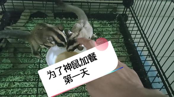 #梦幻西游手游 #梦幻西游手游星火计划 #梦幻欧皇的气息 开始为了我的神鼠的加餐大业努力中