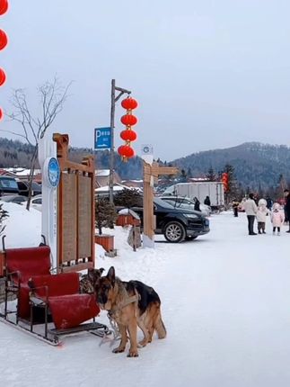 #最美雪乡 #最美雪景 #雪乡 狗狗拉雪橇
