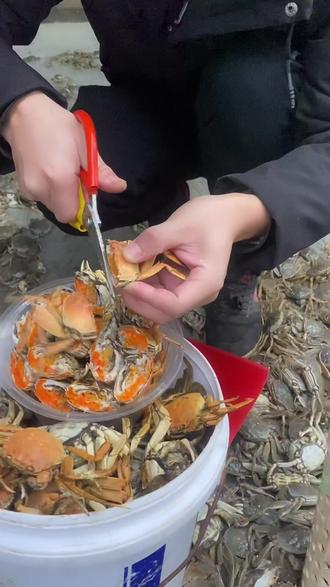 一两左右的大闸蟹都是这个肥度,2两的更肥,都是满黄#精品大闸蟹 #大闸蟹 #美食#海鲜