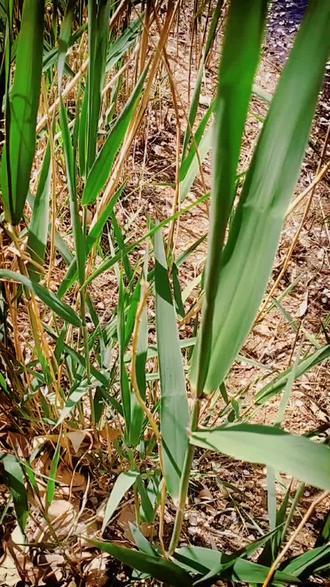 回到童年
——芦苇叶哨子的做法