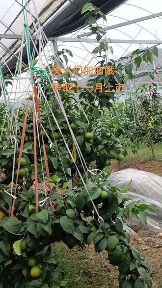 #上热门 美人们加油哦,争取十一月上市!#现场实拍 #新农人计划2023 #自家果园 #象山红美人