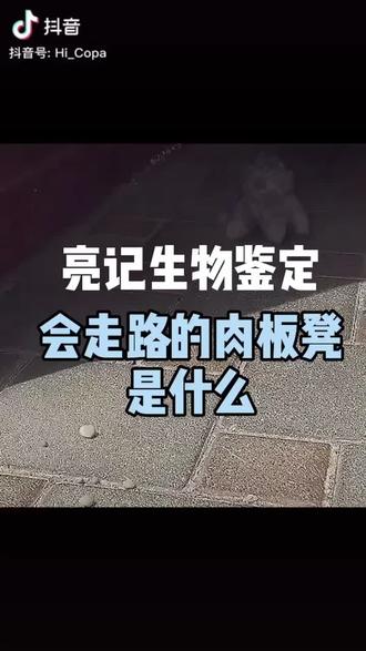 会走路的肉板凳是什么 亮记生物鉴定 抖音
