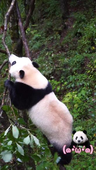 小馨探险记(4)差点看你摔下去😱#大熊猫小馨