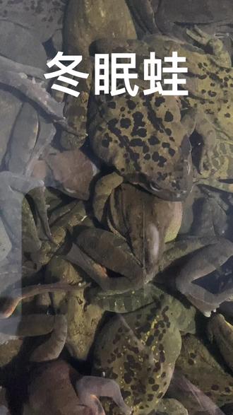一动不动,安静睡觉,林蛙冬眠进行时#蛙 #林蛙 #雪蛤 #奇妙的动物 #冬眠