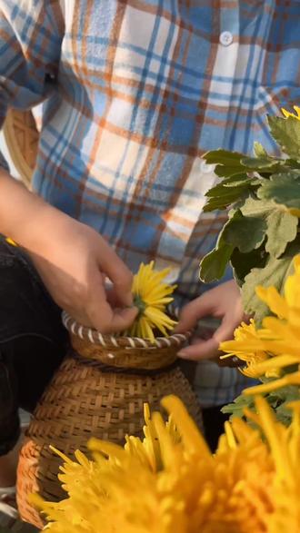 “不是花中偏爱菊,此花开尽更无花”金秋十月,采摘菊花正当时!#新农村计划2020#乡村守护人#彭泽#支持三农振兴三农 #周三来点尖叫声