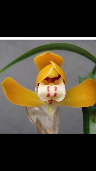 春兰福之光.@抖音小助手 #精品兰花 #兰花直播中 - 抖音