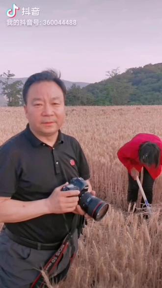 快来禹州苌庄镇五坪村看农民手工收麦吧。