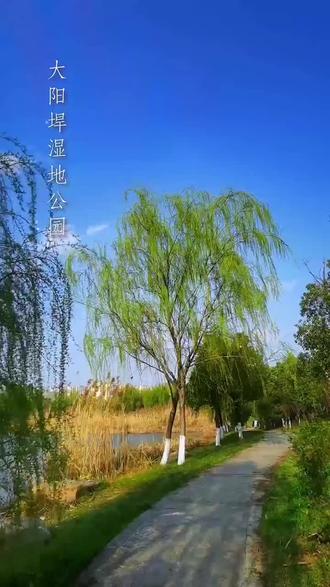 芜湖城东的大阳垾湿地公园 #安徽芜湖 #芜湖